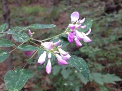 iphone_upload_pic-阳台山自然风景区