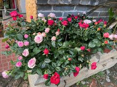 -园林美食城·本土农家菜(杨和镇店)