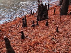 -上海海湾国家森林公园
