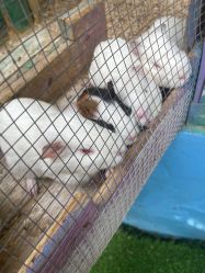 -萌宠亲子动物乐园(槐房万达店)