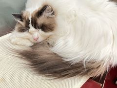 -和它·交个朋友·狗咖猫咖(爱琴海店)