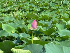 -荷塘月色湿地公园·向阳花洲