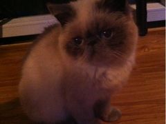 iphone_upload_pic-喵园·猫主题咖啡厅·撸猫·猫咖(国贸店)