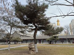 -护国法轮寺