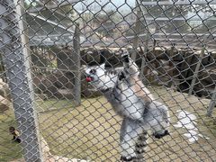 -大青山野生动物园