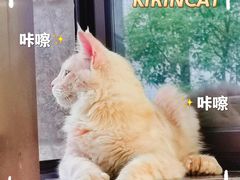 -十年猫舍·猫咪专门店(普陀店)
