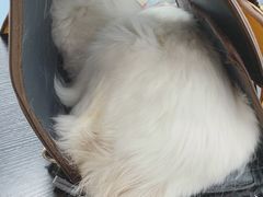 -北京赛佳动物医院