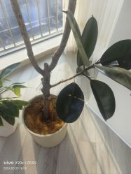 -HEYAN荷妍专业脱毛连锁机构