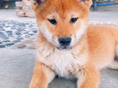 -柴犬高等学院·狗咖·柴犬售卖·宠物训练