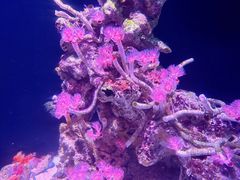 -新加坡海洋生态馆