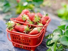 -南汇水蜜桃采摘(大团店)