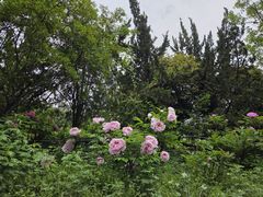 -盛世牡丹苑生态文化旅游区