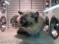 -猫宠乐园·专业洗护