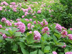 -上海共青森林公园