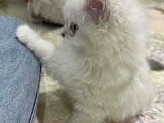 -上海静安铂尔曼酒店