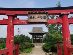 -都江堰玫瑰花溪谷