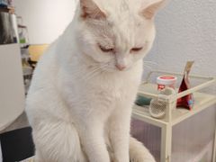 -琪喵猫屋·撸猫猫咖·猫舍