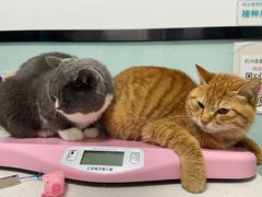 -嘉馨宠物医院·CT影像转诊·心脏科·犬猫全科诊疗中心(下沙大学城院区)