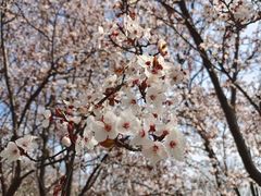 -蜀冈西峰生态公园