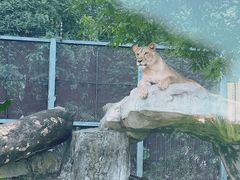 -广州动物园