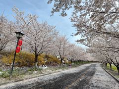 -古柏渡丰乐樱花园