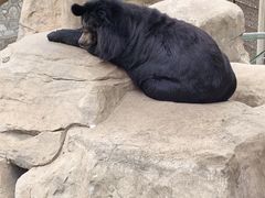 -石家庄市动物园