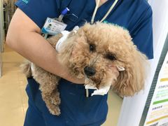 -瑞派·关忠动物医院·猫专科·犬专科(三环新城店)