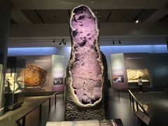 -美国自然历史博物馆