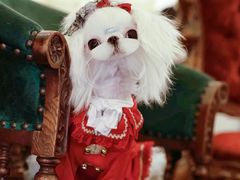 -萌宠之家·腊肠犬·马尔泰·小体犬舍