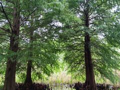 -溱湖国家湿地公园