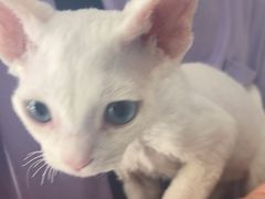 -瑞派福兴宠物医院犬猫全科·骨科·中西医结合(河东店)