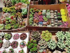 -循礼门鲜花花市(武汉循礼门店)