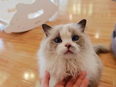 -momokira米努特·德文卷毛猫·棉花面纱犬