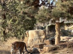 -北京野生动物园