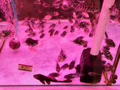 -三旗百汇商品城