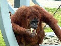 -西霞口神雕山野生动物世界