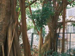 -深圳仙湖植物园