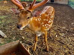-安德鲁户外烧烤帐篷营地(马泉营店)