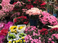 -双季花艺园艺市场(浦东店)