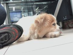 -申普宠物医院·心脏介入·心血管微创(总院)