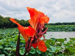 -荷塘月色湿地公园·向阳花洲