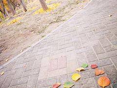 -大兴滨河森林公园