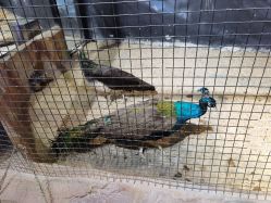 -酷嗒动物文化乐园(cutezoo西溪乐天城店)