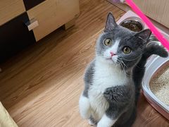 -东方名猫馆·英短金渐层布偶猫舍(环线广场1号楼店)