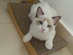 -宠爱国际动物医院·消化内科·心肾内科·ISFM猫友好(望京店)