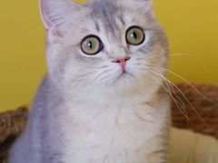 -翊宠yipet猫狗购宠庄园犬舍•猫舍