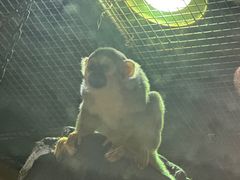 -萌宠奇缘(荣鼎店)