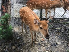 -鹿境梅花鹿生态园区