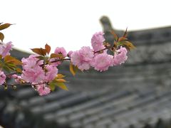 -龙华寺