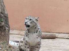 -青藏高原野生动物园